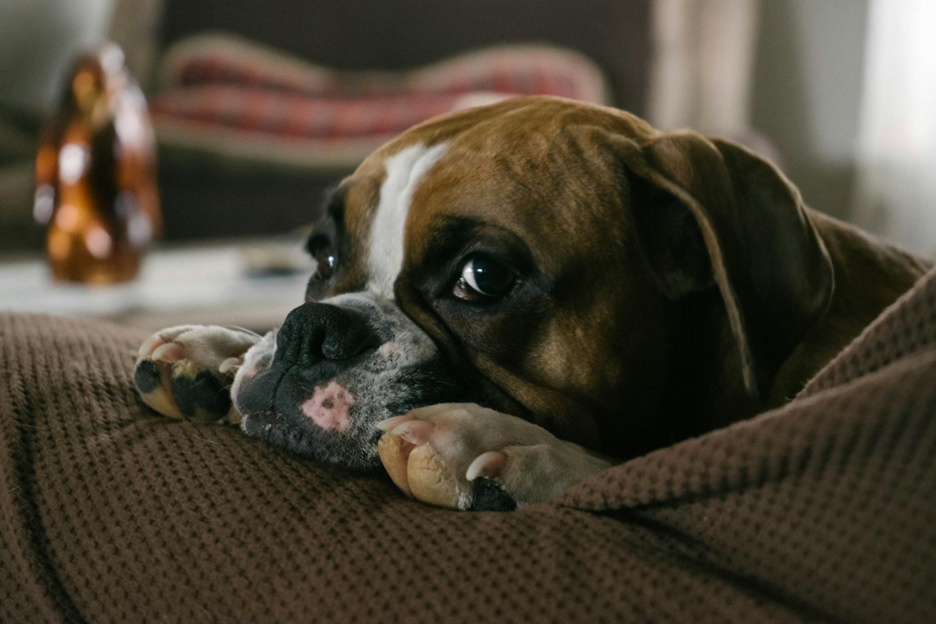 Read more about the article How to care English bulldog puppy?
