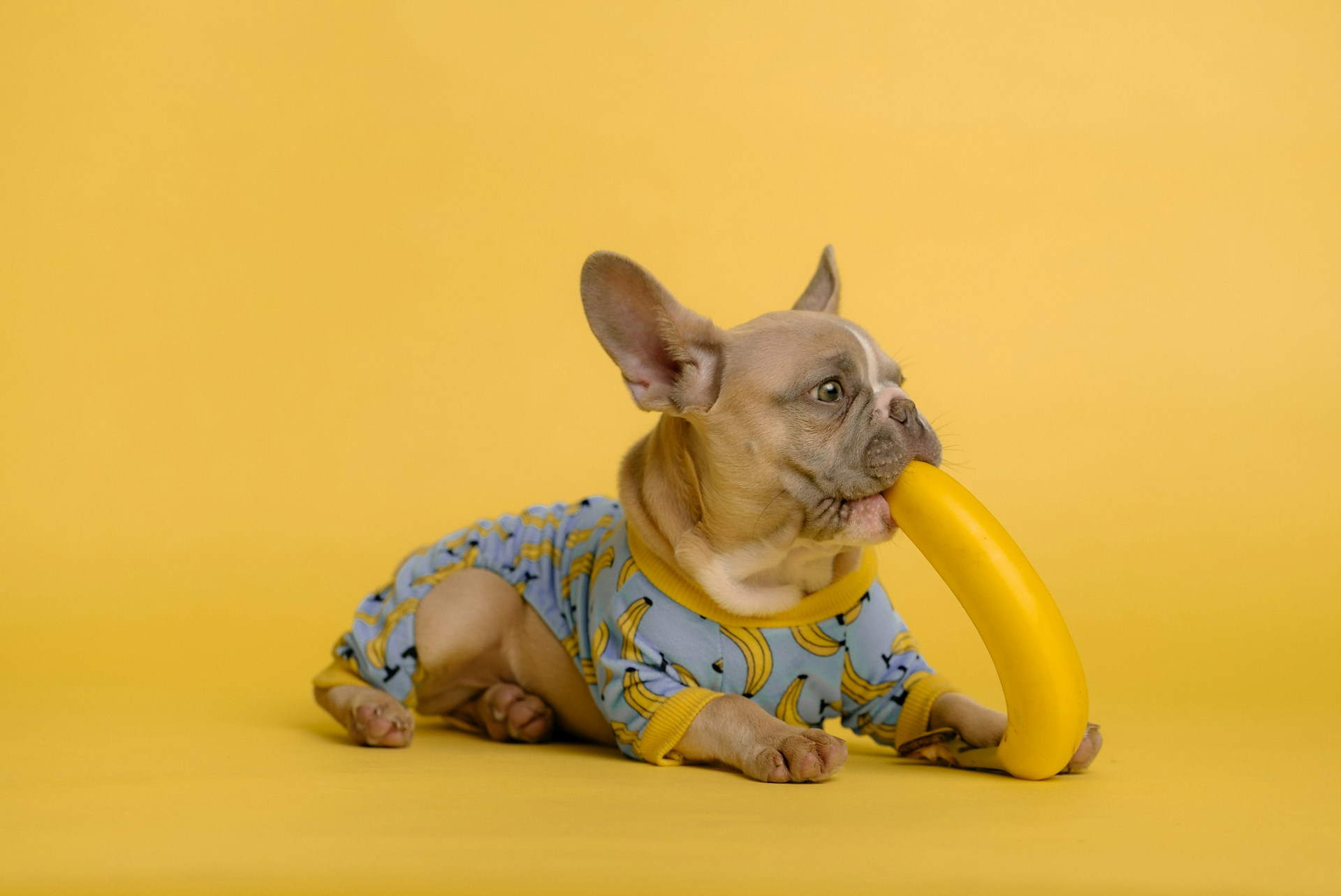 Read more about the article Can Dogs Eat Watermelon? Safe Snack for Pups