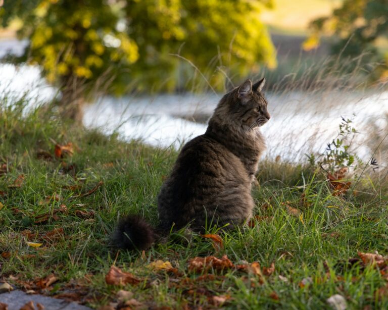 norwegian forest cat