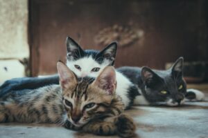 Read more about the article types of domestic cats